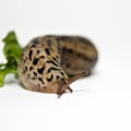 Large Slug: gastropod mollusk Royalty Free Stock Photo
