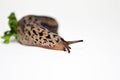 Large Slug: gastropod mollusk Royalty Free Stock Photo