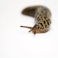 Large Slug: gastropod mollusk