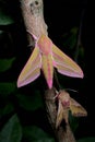 Large and small colorful elephant hawk moth side by side for comparison, on a branch