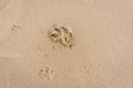 large and small dog paw prints in the sand Royalty Free Stock Photo