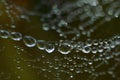 Large and small drops of water on cobweb. Abstract background Royalty Free Stock Photo