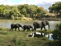 3 Elephants at the watering hole Royalty Free Stock Photo