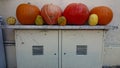 Large and Small Halloween Pumpkins