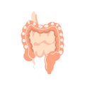 Large and small intestine with appendix, internal organs anatomy body part, health care concept