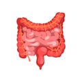 Large and small Intestine, digestive tract human internal organs anatomy vector Illustration on a white background Royalty Free Stock Photo