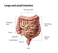 Large and small Intestine isolated on white. Human digestive system anatomy. Gastrointestinal tract. 3d illustration Royalty Free Stock Photo