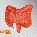Large and small intestines close-up, front view. Medical concept of a healthy internal organ. 3D vector illustration of a human Royalty Free Stock Photo
