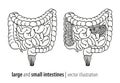 Large and small intestines illustration, section