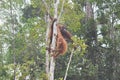 Large and small Orang utans with cute faces on tree in forest in Borneo. Royalty Free Stock Photo