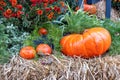 Holiday Halloween. Large and small orange pumpkins lie on hay near a bouquet of beautiful chrysanthemums. Close-up Royalty Free Stock Photo