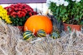 Large and small pumpkins lie on the hay next to flowers Royalty Free Stock Photo