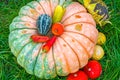 Large and small pumpkins, with ripe vegetables, lie on the grass.