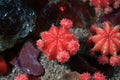 Close-up red cactuses on a stone ground Royalty Free Stock Photo