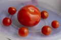 Large and small red tomatoes arranged in a circle on a light background Royalty Free Stock Photo