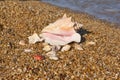 Large and small shells of marine molluscs on the seashore Royalty Free Stock Photo