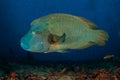 Large and small sizes in the Labridae family: a Humphead Wrasse and a Moon Wrasse