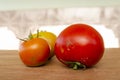 Large And Small Tomatoes Ripen At Different Stages Royalty Free Stock Photo