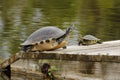 Large and small Yellow-bellied Sliders on a Florida dock