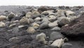 Large smooth boulders in black sand beach in Iceland Royalty Free Stock Photo