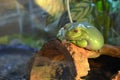 A large smooth green frog with orange eyes lies on a branch in a terrarium. Plump frog is watching and smiling Royalty Free Stock Photo