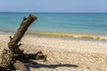 Large snag lies on the beach on sea background.