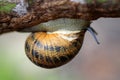 Large snail