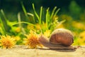 Large snail along wooden cover. Royalty Free Stock Photo