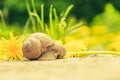 Large snail along wooden cover. Royalty Free Stock Photo