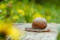 Large snail along wooden cover Royalty Free Stock Photo