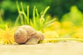 Large snail along wooden cover Royalty Free Stock Photo