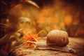 Large snail along wooden cover Royalty Free Stock Photo