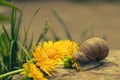 Large snail along wooden cover Royalty Free Stock Photo