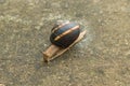 A large snail crawling on concrete. Helix pomatia also Roman snail, Burgundian snail, edible snail or escargot. Close-up