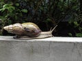 A large snail crawling on the edge of the cement