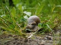 Large snail crawling in the grass Royalty Free Stock Photo
