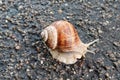 Large snail crawling over a road