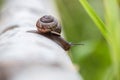 A large snail crawls along the trunk of a birch tree Royalty Free Stock Photo