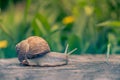 Large snail crawls along the wood Royalty Free Stock Photo