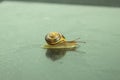 A large snail crawls on a glass surface wet from the rain Royalty Free Stock Photo