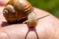 A large snail crawls on a person`s hand