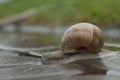 A large snail crawls on the wet asphalt