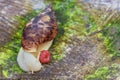 White snail creeps on a tree. Snail with a berry.