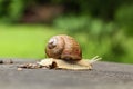 A large snail creeps on a stump Royalty Free Stock Photo