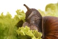 Large snail eating salad Royalty Free Stock Photo