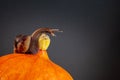 A large snail with an elongated neck on a pumpkin.