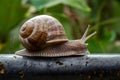 Large snail explores iron profile, showcasing slow, deliberate movement