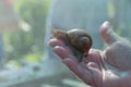 A large snail Helix Aspersa Maxima in the hand of a farmer on a snail farm. Breeding edible snails. Business Royalty Free Stock Photo
