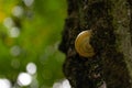 A large snail hid a shell in its house Royalty Free Stock Photo