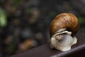 A large snail hid a shell in its house Royalty Free Stock Photo